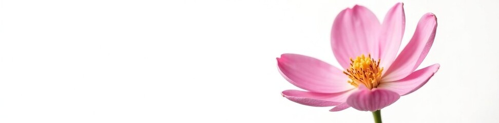 Fototapeta premium Delicate pink flower isolated on white background, natural, white