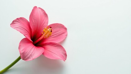 Fototapeta premium Single large flower with long stamens against a clean white surface, background, majestic, stamens