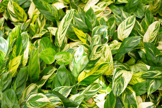 Stachyphrynium repens variegata plant in the garden