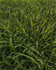 Obraz premium A freshly mowed, lush green lawn with sharp edges and neat appearance.