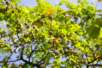 Fresh fruits of Diospyros mollis​​ Griff