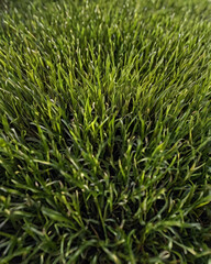 Obraz premium A freshly mowed, lush green lawn with sharp edges and neat appearance.