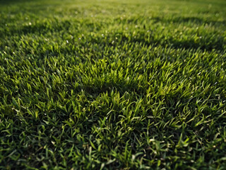 Obraz premium A freshly mowed, lush green lawn with sharp edges and neat appearance.