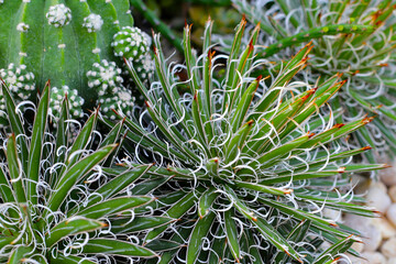 Obraz premium Close up of Agave filifera plant