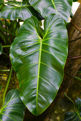 Glossy green leaf of a Philodendron erubescens