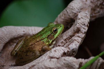 closeup of frog in pond