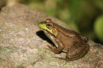 closeup of frog in pond