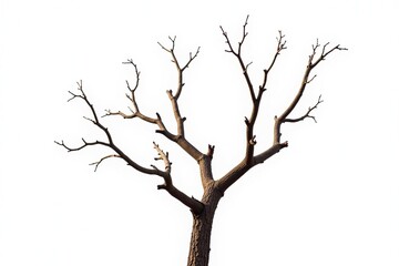 Isolated tree branches with varying levels of decay against a plain white background, decay, detail, branch types