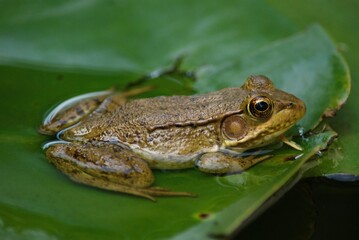 closeup of frog in pond