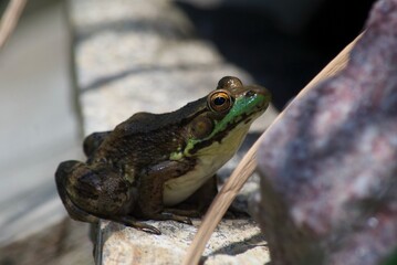 closeup of frog in pond