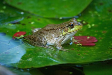 closeup of frog in pond