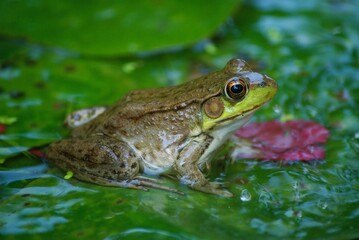 closeup of frog in pond