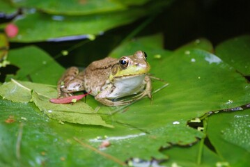 closeup of frog in pond