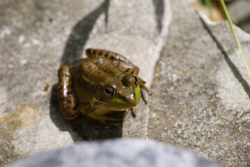 closeup of frog in pond