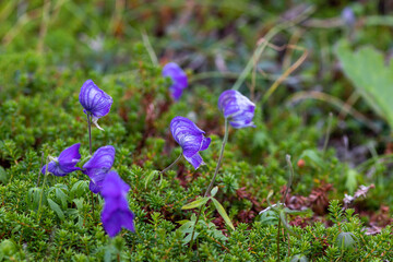 Flora of Chukotka: purple flowers of Larkspurleaf Monkshood (Aconitum delphiniifolium) growing in a alpine tundra