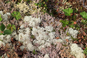 Cladonia stellaris (star-tipped cup lichen), close-up. Taiga forest in the area of the Jack London Lake, Magadan region