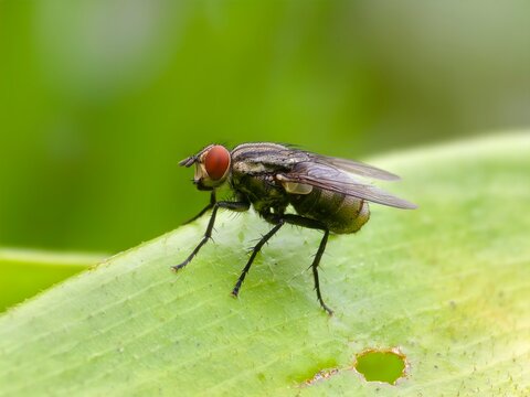 a fly on a leaf with a blurry background