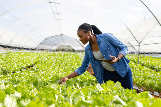 African American woman using tablet inspecting lettuce in greenhouse hydroponic farm, copy space