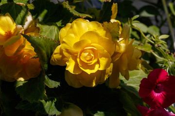 A close up of double yellow flower of Tuberous begonia (Begonia tuberhybrida) of the 'Nonstop Yellow' variety blooming in garden