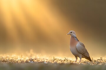 Fototapeta premium Stunning Collared Dove at Golden Sunrise Wildlife Photography
