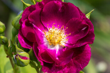 A closeup of semi double wine-purple rose of the 'Night Owl' variety