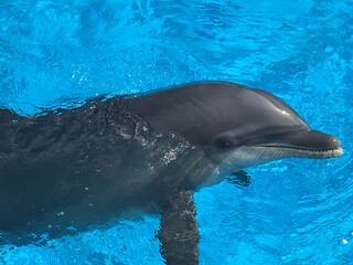 Dolphin - Golfinho