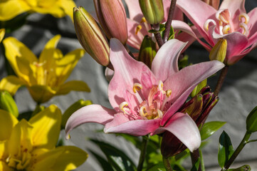 A close up of pink double lily of the 'Elodie' variety (Asiatic hybrid lily) in the garden
