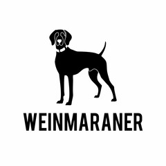 Weinmaraner dog shiloette standing 