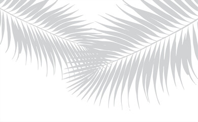 Realistic transparent shadow from a leaf of a palm tree on the white background. Tropical leaves shadow. Mockup with palm leaves shadow. Vector illustration.png