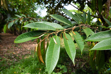 Vigorous durian leaves