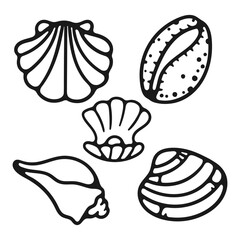 hand draw seashell for coloring book