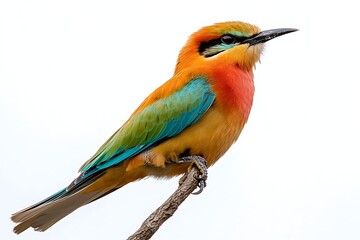 Fototapeta premium Vibrant Chestnut-Breasted Bee-Eater Perched on Twig, Isolated