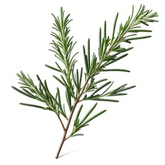 Obraz premium Here's a suggested and keywords for your rosemary sprig stock photoFresh Rosemary Sprig Isolated on White