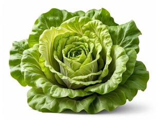 Obraz premium Rose-Shaped Lettuce Head