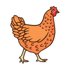 illustration animal chicken good for education