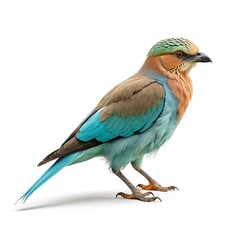 European Roller Bird Isolated on White Background