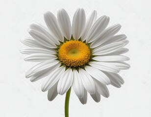 Naklejka premium Single White Daisy Flower on White Background