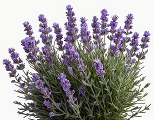 Obraz premium Lavender Bush, Blooming Purple Flowers