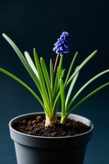 Fototapeta premium there is a small blue flower in a pot on a table