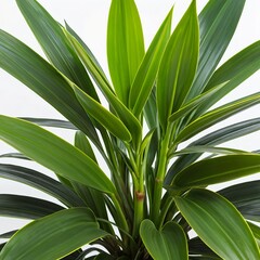 Obraz premium Lush Green Dracaena Marginata Plant