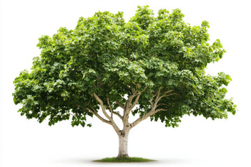 Mature sycamore tree isolated on white background nature photography green foliage calm environment side view symbol of resilience and strength