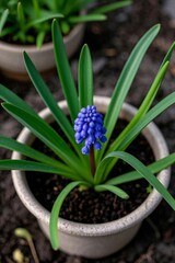 there is a small blue flower in a pot on the ground