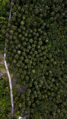 areal view of palm trees of Laamu