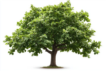 Obraz premium Isolated young oak tree with deep green leaves on white background nature photography studio environment close-up view aesthetic concept