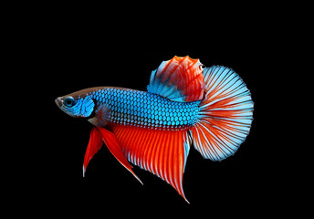 wlid siamese fighting fishes