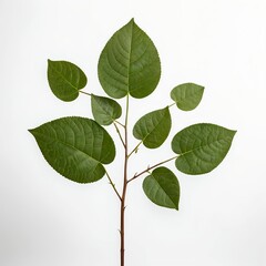 Fototapeta premium Green Branch with Leaves on White Background