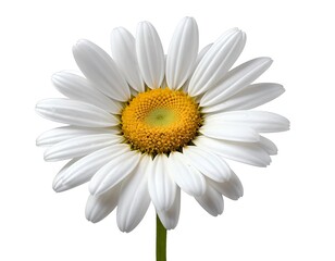Fototapeta premium Single White Daisy Flower Isolated on White Background
