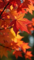 Fototapeta premium Close-up of isolated autumn maple tree with fiery red and yellow leaves, colorful, maple, background