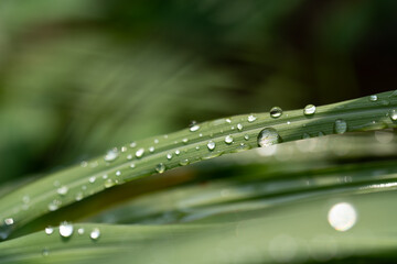 Close-up of green grass with water drops after a rain in the morning