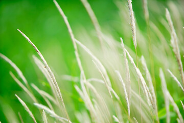 Soft Green Grass Blades Swaying in Gentle Breeze in Nature Setting